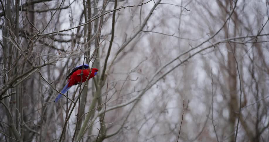 Red and blue parrot flies away from the branch it was sitting on