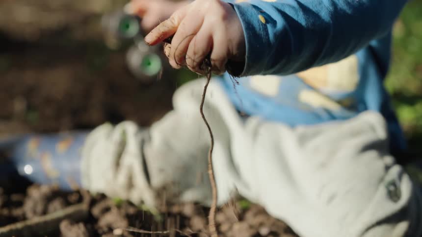 A young boy digs roots out of soil with his hand while holding a toy truck with his other hand