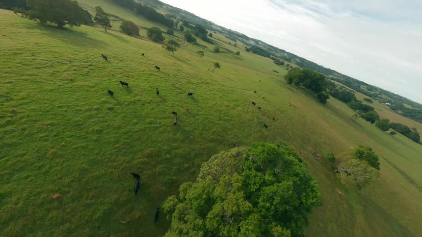 Aerial view of a field with cows and bulls