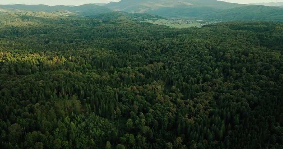 An aerial view of a dense forest with varying shades of green sunlight illuminating the treetops