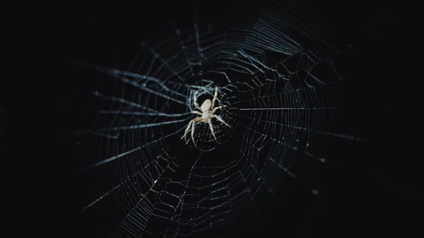 Closeup of a spider in the center of its web