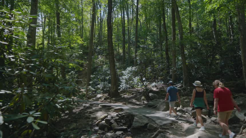 People walking through a forest