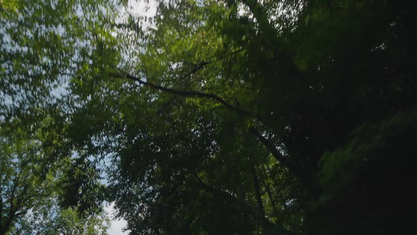 Upward view of blessing trees of a forest against a blue sky