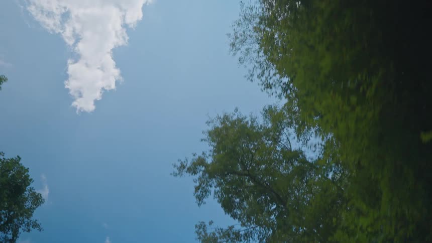 Looking up to a blue sky with trees in the foreground