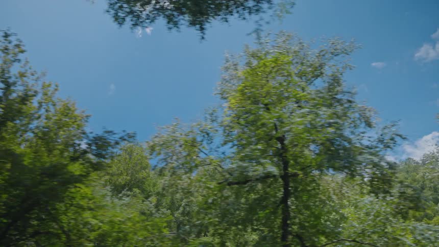 Deciduous trees are passing by on a sunny day in springtime