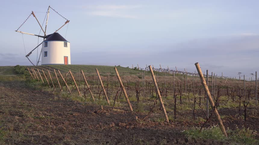 Traditional windmill with white walls and conical roof situated on top of a hill in the middle of a vineyard