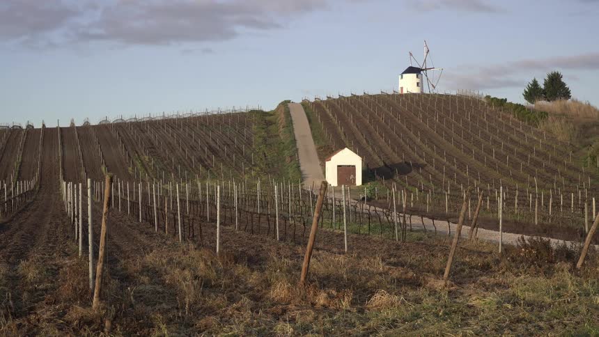 A traditional windmill stands behind a field of bare grapevines arranged in neat rows with a clear sky above