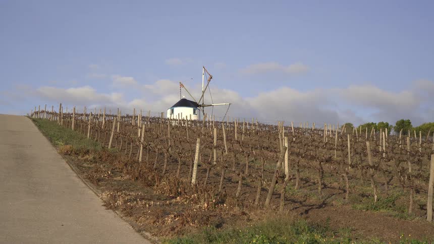 A traditional windmill stands behind a field of bare grapevines arranged in neat rows with a clear sky above