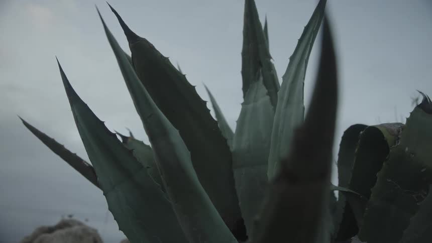 Close up of a thorny green plant