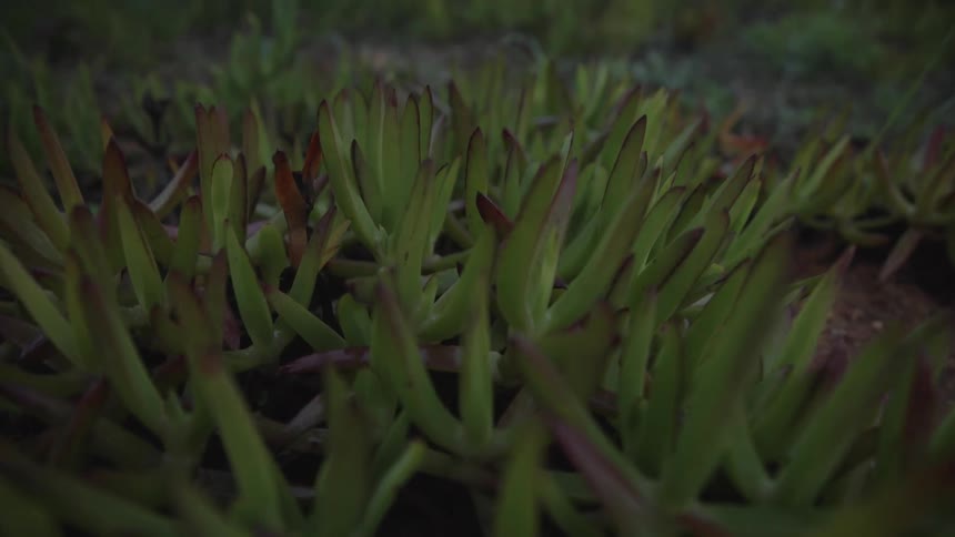 Green plants with purple parts on leaves grows outdoors