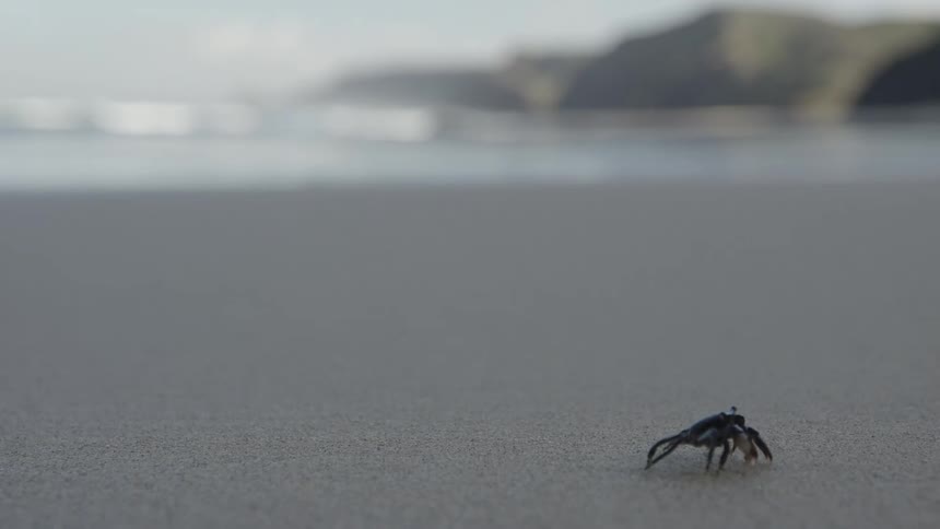Crab walking on the beach sand