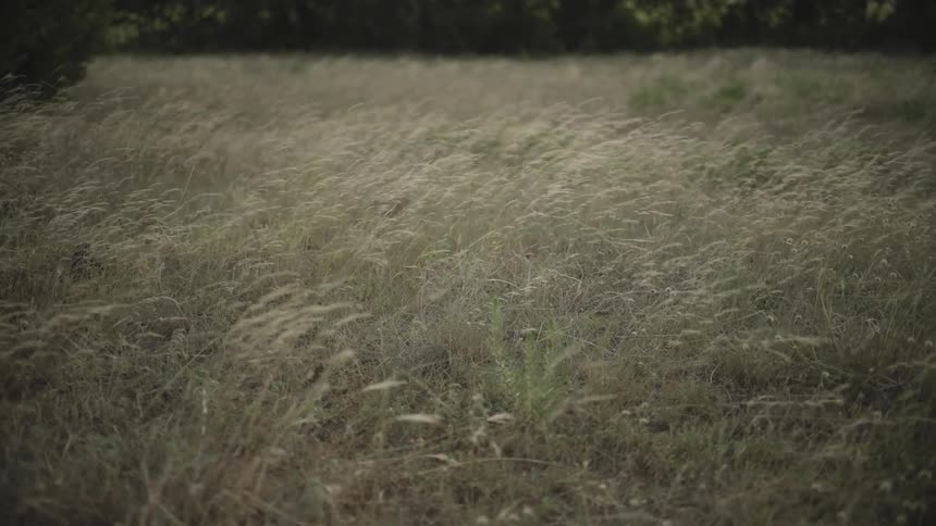 Close up of a field with reeds moving by the force of the air