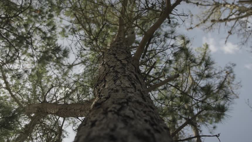 Conifer trees contrast with a slightly cloudy sky