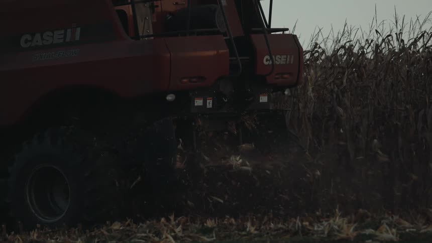 Red combine harvester working in a cornfield during early evening