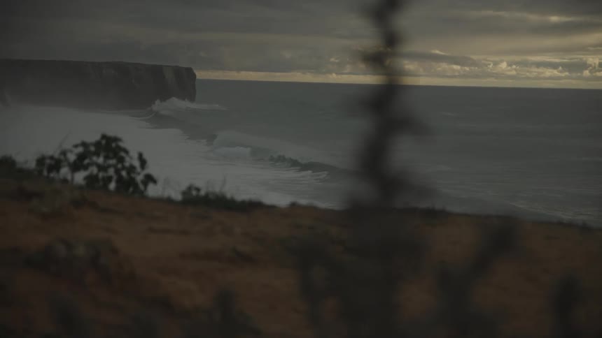 Plants in the foreground on a rocky coast by the sea