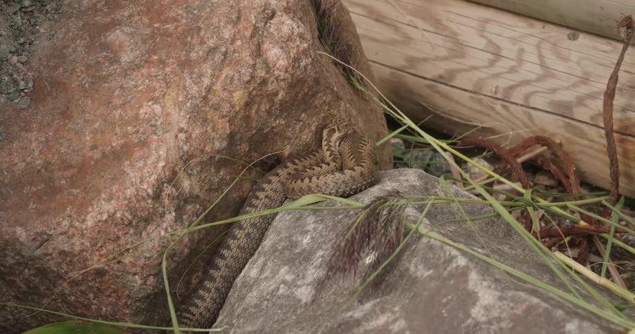 A snake slithering between two rocks