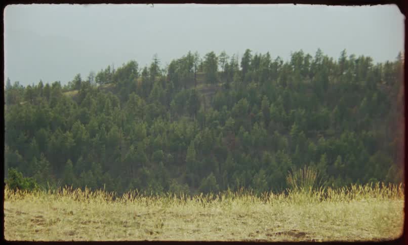 An old image of a forest arranged on a hill and in front there is a beige pasture