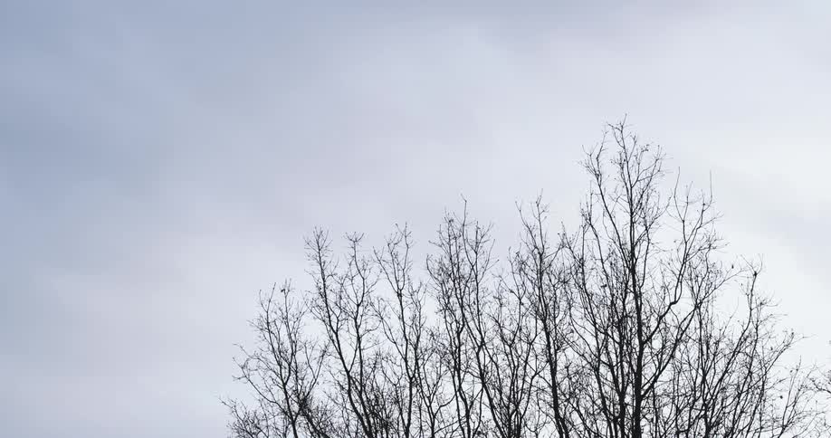 Top of leafless tree contrasts with an overcast sky