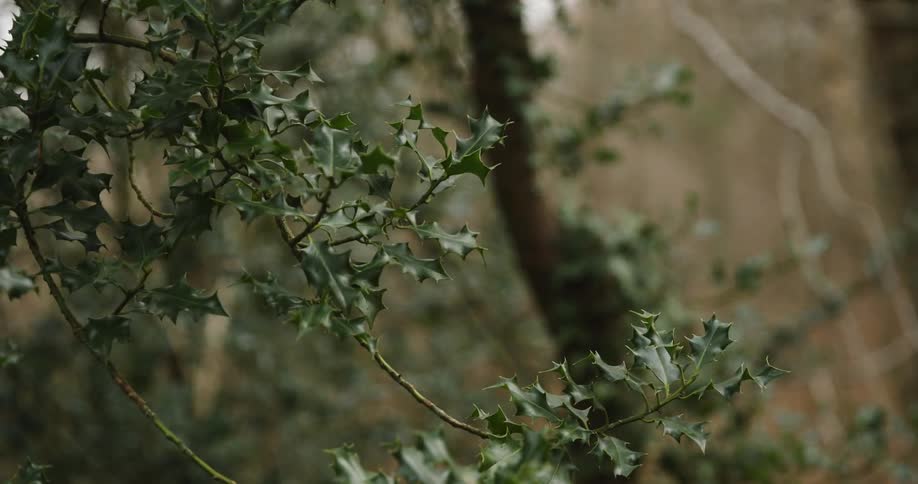 Leaves on tree branches in a forest