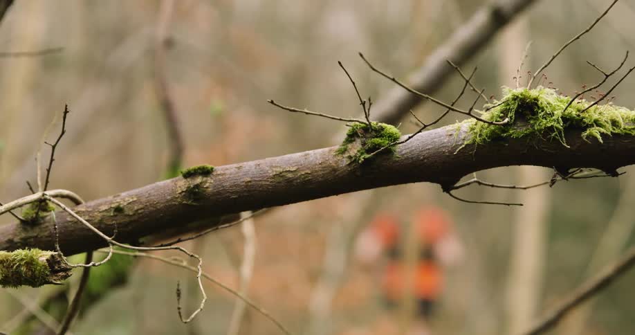 A tree branch partially covered in green moss near where a person in an orange top with a backpack runs by
