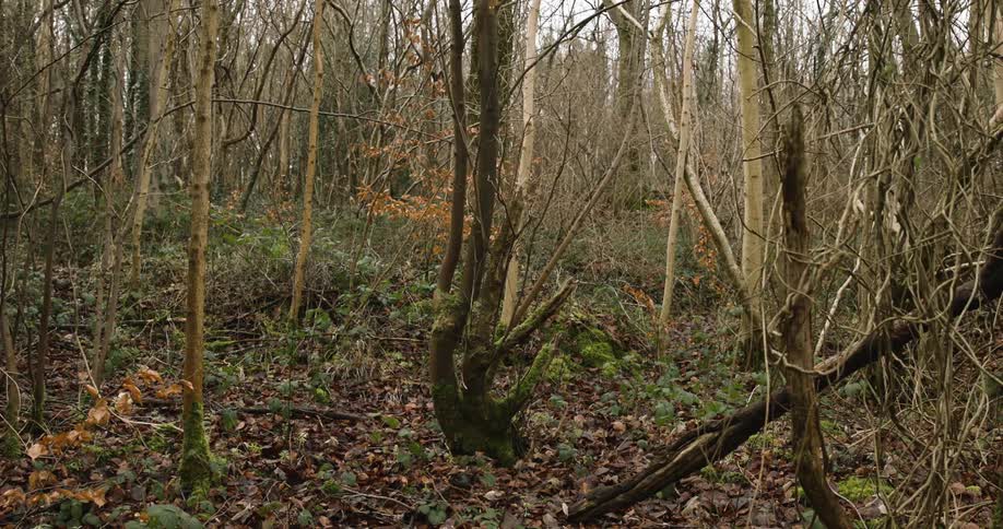 Man running in a forest during the day