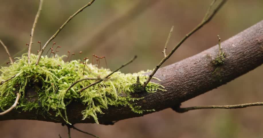 Plants growing on a tree trunk