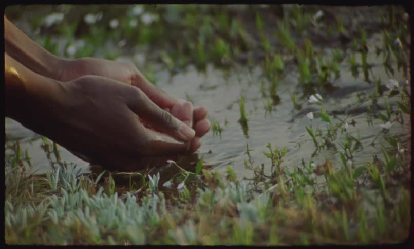 A woman cups her hands and fills them with water from a puddle with green shoots in it