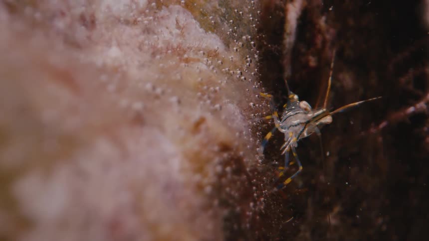 A close up view of a small colorful shrimp slowly moves out of frame