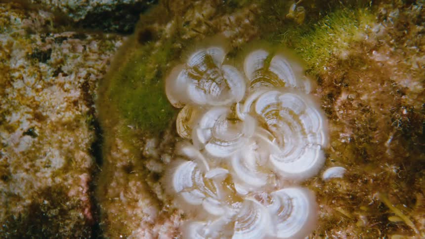 Underwater green and white natural plant moves in the sea