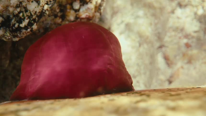A red sea anemone shimmers underwater