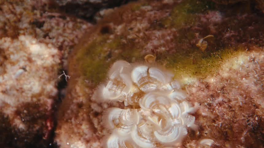 Sun shimmers under the sea on qquatic plants and corals