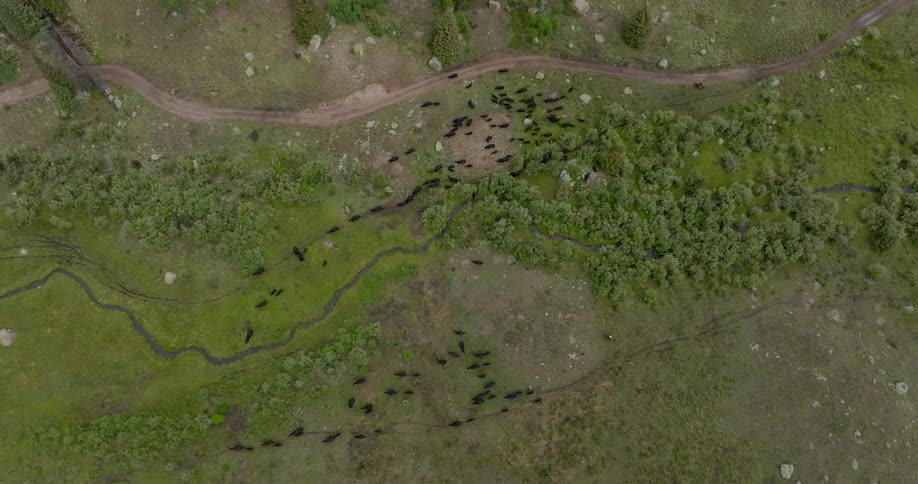 Aerial view of a group of animals walking in a vegetated area