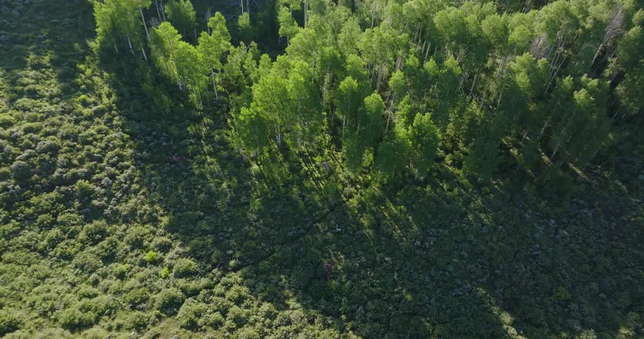 An aerial view of a lush green forest on a hill at morning