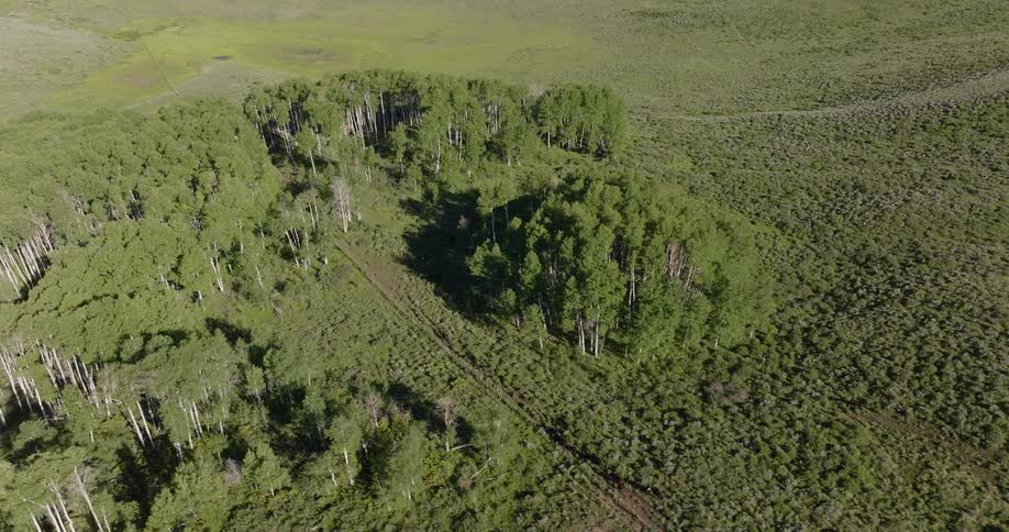 Aerial view of mountain forest