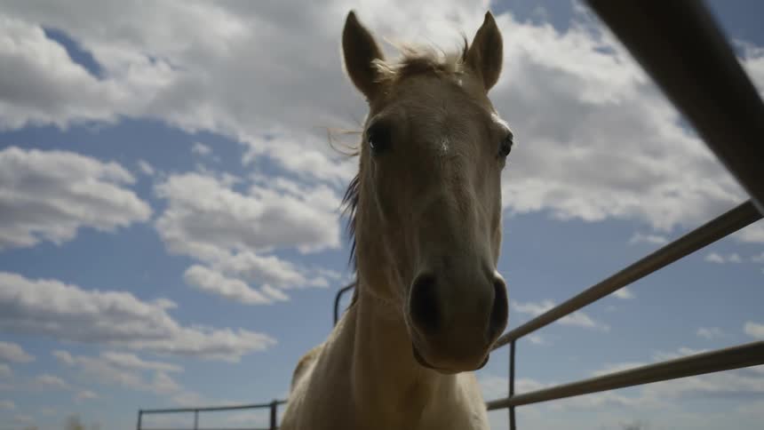 The wind blows the hair on the horse
