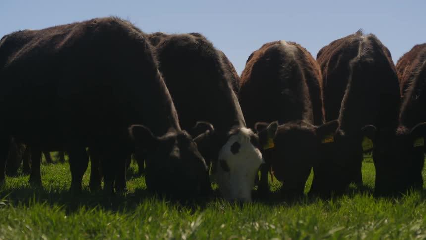 Group of cows eating in the pasture