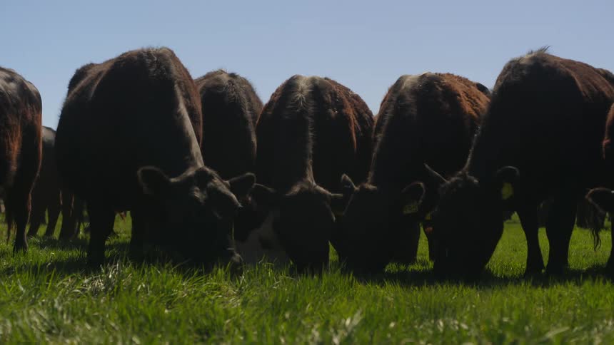 Group of angus eating in the pasture