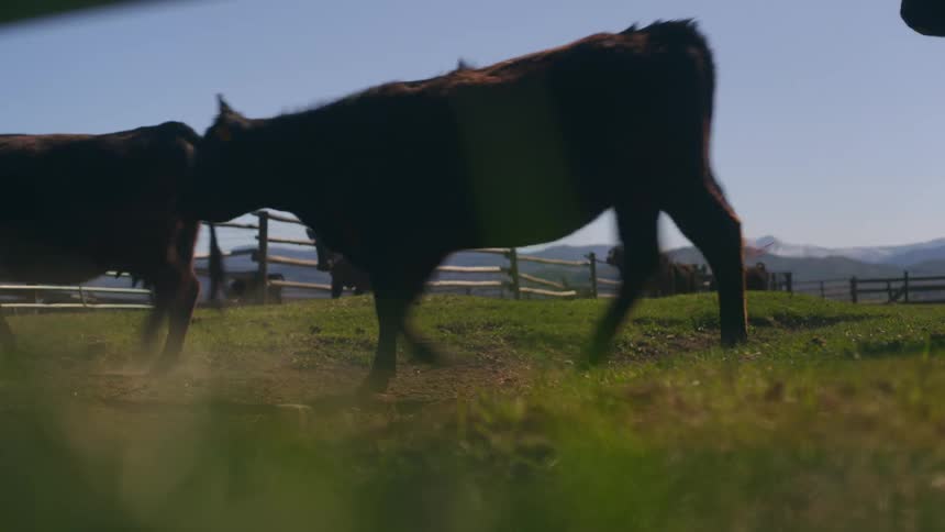 Angus walking on the farm grass