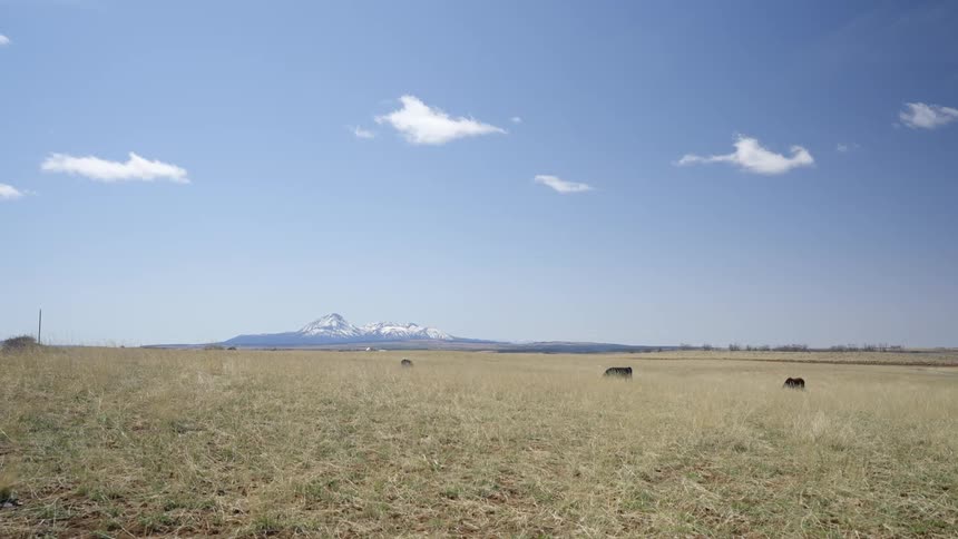 Cows grazing in a field of yellowed grass