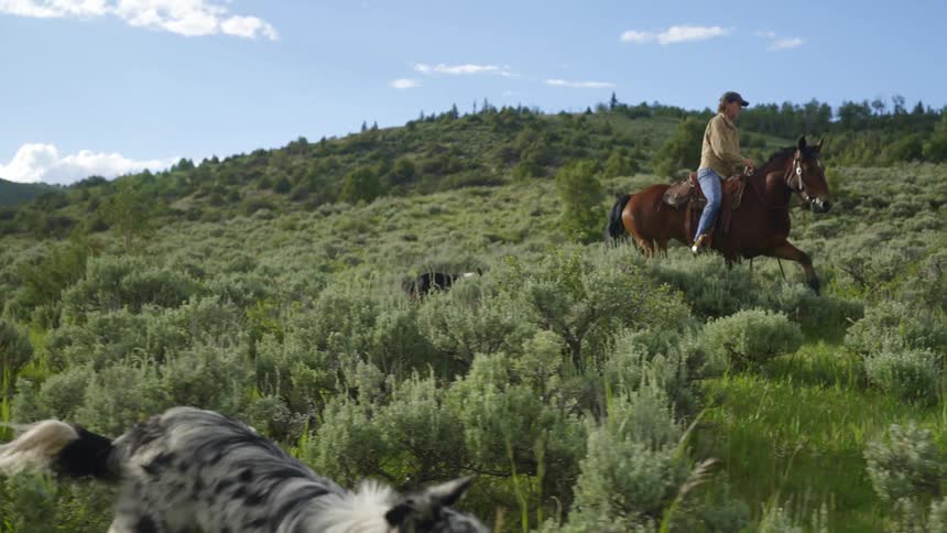 Woman riding a horse in a natural environment surrounded by vegetation and accompanied by two dogs