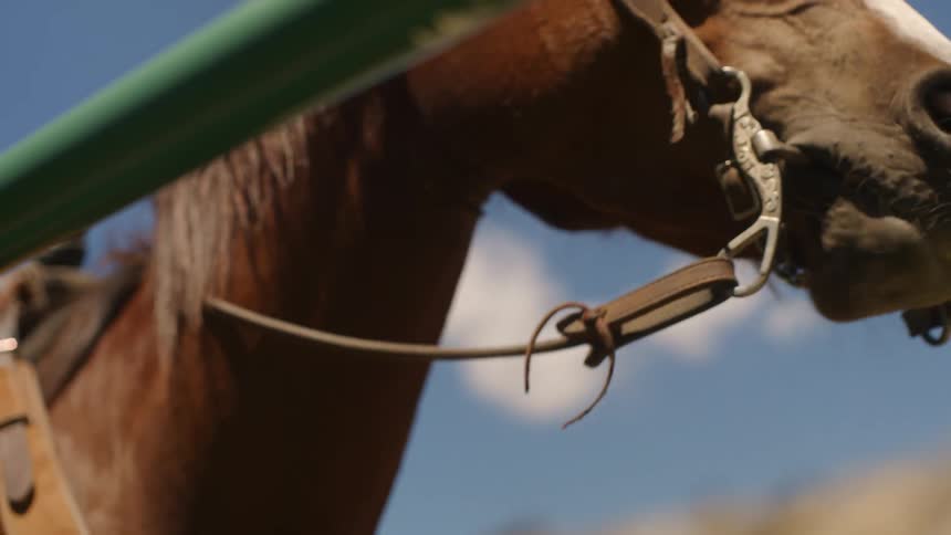 A close of clip of a horse chewing