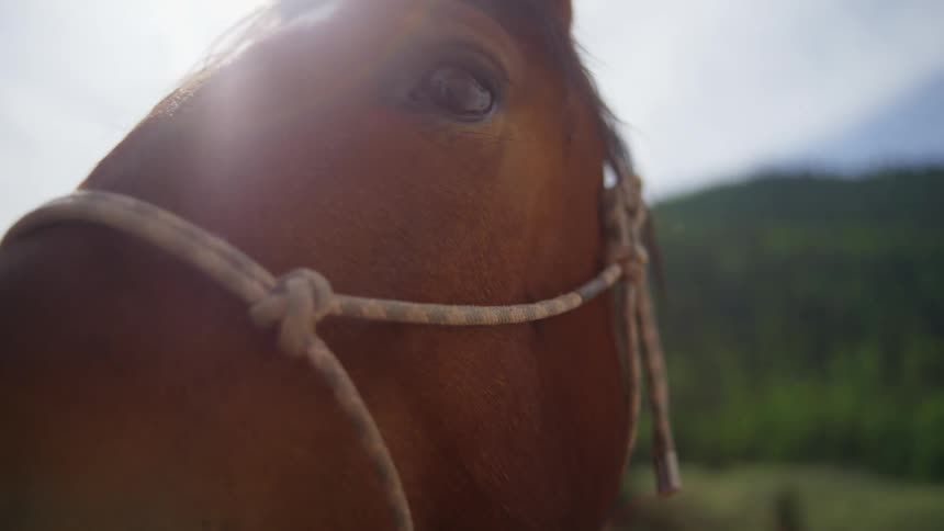 Closeup of a horse standing outdoors on a cloudy day
