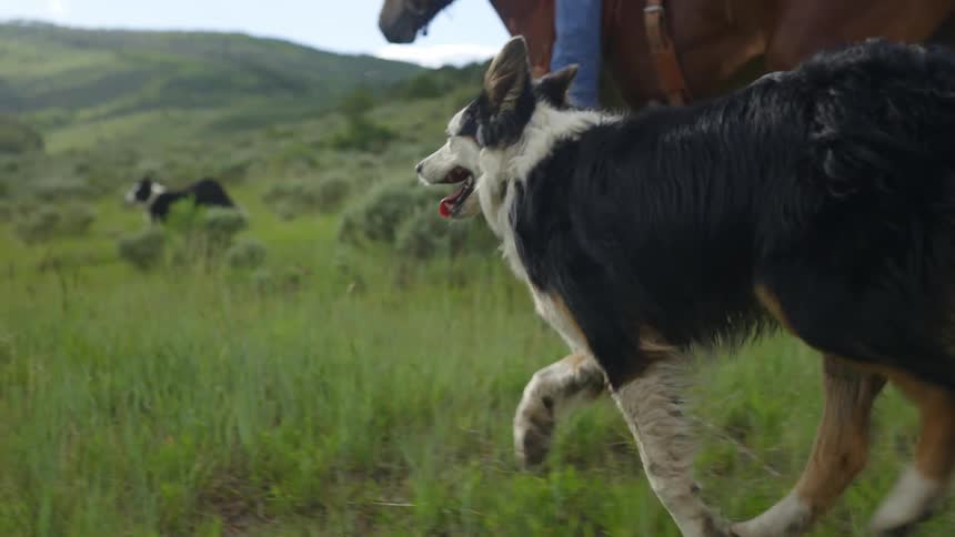 Two dogs running next to a horse in the pasture