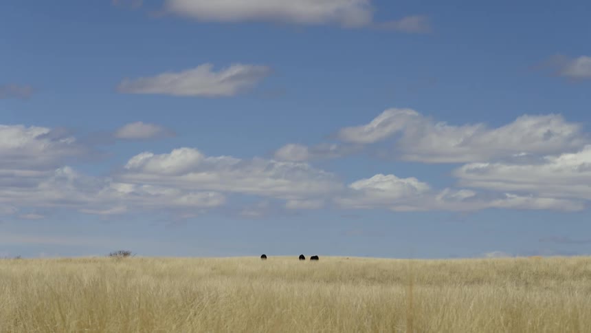 Landscape of a field with dry grass and animals in the background