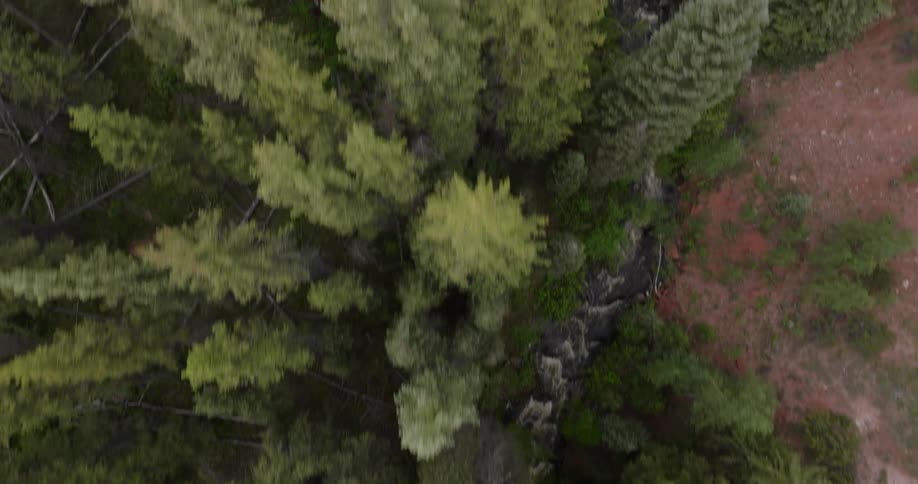 Aerial panorama of forest with river