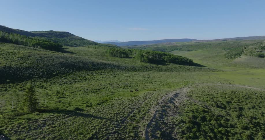 A landscape clip of an open grassland