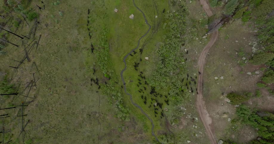 Aerial view of a group of animals walking in the same direction across a vegetationcovered terrain
