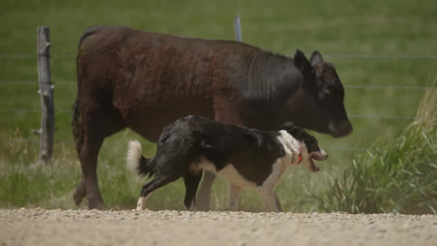 A dog herding a calf into position inside a corral
