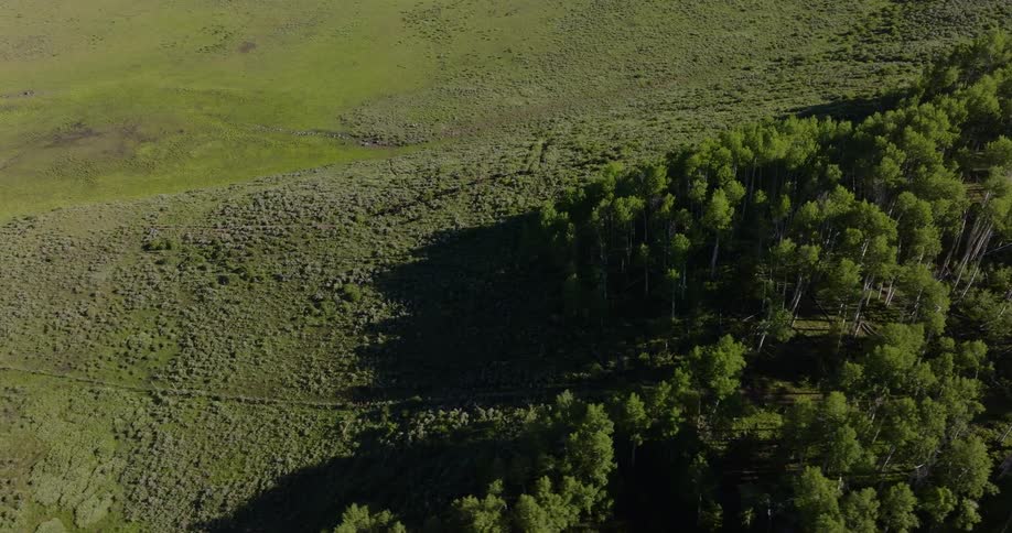 Aerial view of a field where trees give way to a grassy plain