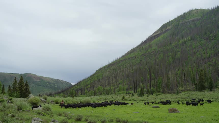 Angus in a pasture led by a person on horseback with mountains in the background